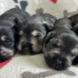 Miniature Schnauzer puppies from Southern Kentucky Schnauzers