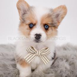 Ridge - Blue merle and white male American Corgi puppy in Santaquin, Utah from Blacktail Mountain Corgis