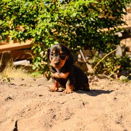 Benito - Black and tan male Dachshund puppy in Surprise, Arizona from Molina Family Farms