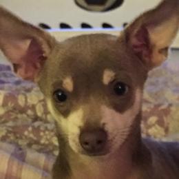 Wheels - Chihuahua