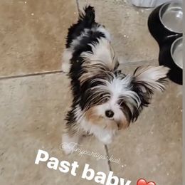 Yorkshire Terrier All Grown Up from Tinypartiyorkies