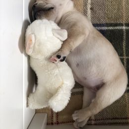 French Bulldog Puppies from Dunromin Farm