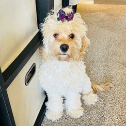 MoonPie - Cockapoo