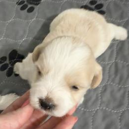 Light red parti - Parti male Miniature Schnauzer puppy in Kaufman, Texas from KK’s Krazy Kennels