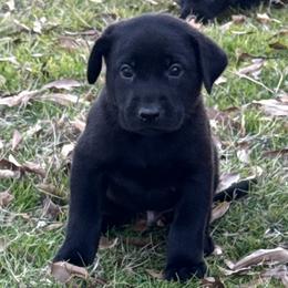 Silver - Black male Labrador Retriever puppy in Kinta, Oklahoma from Beaver Creek Kennels