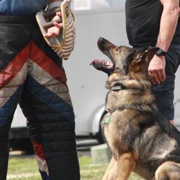 German Shepherds from Barrage K9