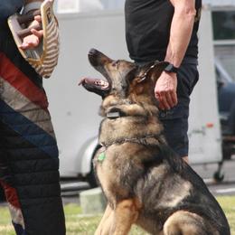 German Shepherds from Barrage K9