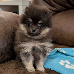 Allen the runt - Black and tan male Pomeranian puppy in Danielsville, Georgia from PassionatePomPoms