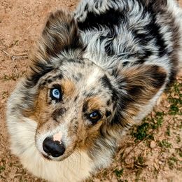 Kenzi - American Corgi