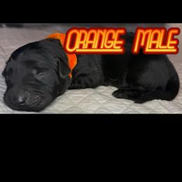 Orange Male - Black male Labrador Retriever puppy in Moore, Oklahoma from Okiehuntinboyz Labrador Retrievers
