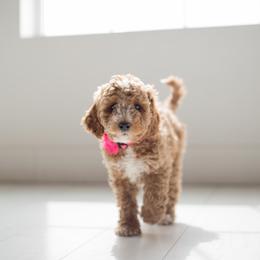 Goldendoodle Puppies from Dashing Doodle Pups