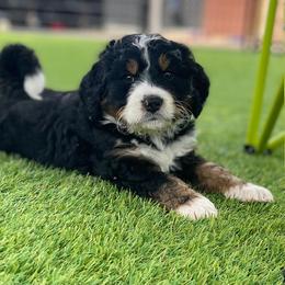 Bernedoodle and Goldendoodle Puppies from Apricot Roots Doodles