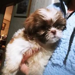 Chihuahuas, Companion Crosses, and Shih Tzus from Dilka's Puppies