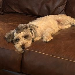 Willie - Miniature Schnauzer