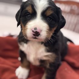 Lizzie - Black rust and white female Bernese Mountain Dog puppy in Enterprise, Utah from High Desert Bernese