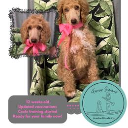 Ms Pink - Apricot female Poodle puppy in Ocean Springs, Mississippi from Forever Summer Standard Poodles