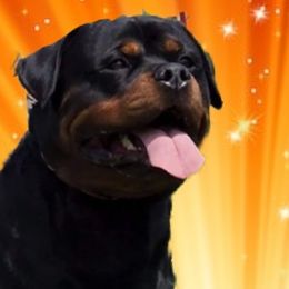 Rottweilers from Colorado Premiere Rottweilers