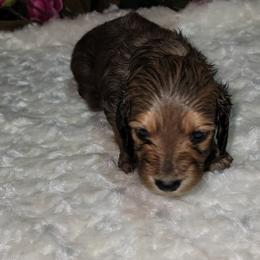 Dachshund Puppies from CLARK'S BREEDING PROGRAM