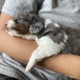 Pupcake - Dapple female Dachshund puppy in Trenton, Florida from Tweenie Weenie Dachshunds