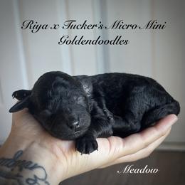 Meadow - Black female Goldendoodle puppy in Waterford, California from Alvdoodles