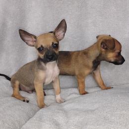 Francisco - Black and tan male Chihuahua puppy in Benton, Arkansas from Furever Friends