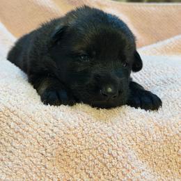 Natasha - Sable female German Shepherd puppy in Ashland, Alabama from CzechDDR