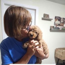 Lt. Blue collar Lilly - Apricot female Goldendoodle puppy in Fairmount, Indiana from Capens' Doodles,Poodles and Poo's