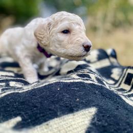 Lily - Cream female Labradoodle puppy in Toledo, Washington from Bigfoot Doodles