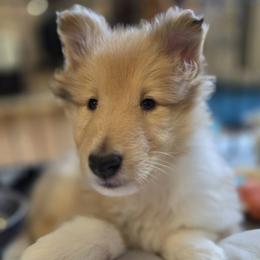 Peggy - Sable merle female Collie puppy in Lawrenceville, Georgia from Curtain Call Collies