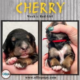 Cherry - Phantom female Bernedoodle puppy in Boiling Springs, South Carolina from OlliePups, LLC