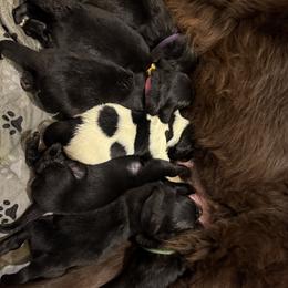 Newfoundland puppies from Willamette Valley Newfoundlands