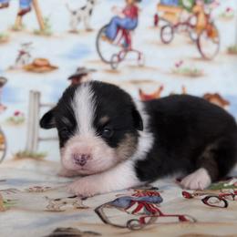 Gus - White and black male Pembroke Welsh Corgi puppy in Aurora, Missouri from Sweet Peach Puppies