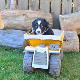 Casper - Black tri-color male Australian Shepherd puppy in Salem, Oregon from Steady Aim Aussies