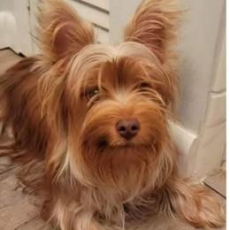 Jaxie - Yorkshire Terrier