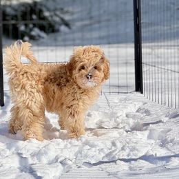 Australian Labradoodles from Birchwood Labradoodles