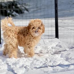 Australian Labradoodles from Birchwood Labradoodles