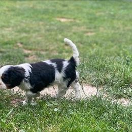 Cavalier King Charles Spaniel Puppies from Snowtrain Cavaliers