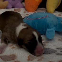 AKC Red.Sable 1 Blue - Red male Pembroke Welsh Corgi puppy in Summerfield, Florida from Promise Land Farm