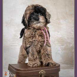 Candy - Merle female Cockapoo puppy in Connersville, Indiana from Deaz Doodle Ranch
