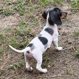 Marie - Piebald female Dachshund puppy in Florence County, South Carolina from Modern Family Standards