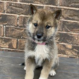 Yuno- Milgram girl - Red sesame female Shikoku puppy in Tribbey, Oklahoma from Osaka Ninken Shikoku