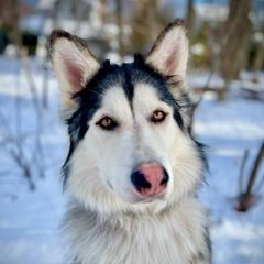 Kanomi - Native American Indian Dog