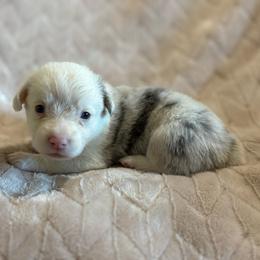 Ace - Blue merle and white male American Corgi puppy in Decatur, Texas from Bar S Corgis