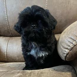 AKC Leopold - Black male Shih Tzu puppy in Greenville, South Carolina from Babyface Shih Tzu