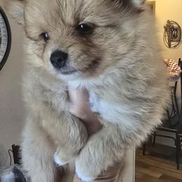Bear - Red sable male Pomeranian puppy in Pickton, Texas from Mandy's Precious Poms