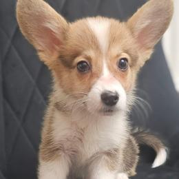 Enzo -Boy - 2nd born - Red male Pembroke Welsh Corgi puppy in Tomball, Texas from Larsen Loved Corgis
