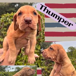 Thumper - Silver female Great Dane puppy in Wellsville, New York from Prophecy Danes
