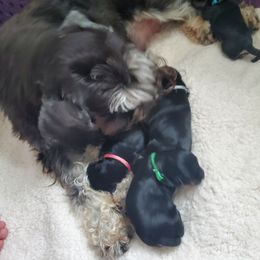 Miniature Schnauzer Puppies from Nature's Nook