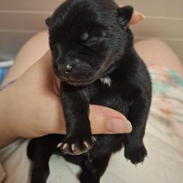 Dot - Black brindle female Kai Ken puppy in Norfolk, Virginia from Hoshi No Ko Sou