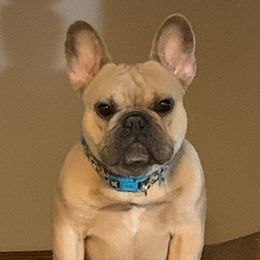 Shortsi - French Bulldog
